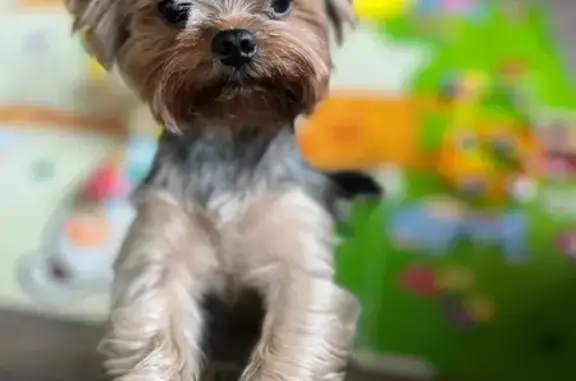 Собаки потеряшки, Волгоград, фото: Потеряшка собака на Мамина-Сибиряка, 1Б