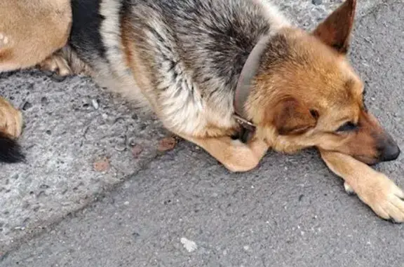 Собака найдена: Свободный проспект, Крск