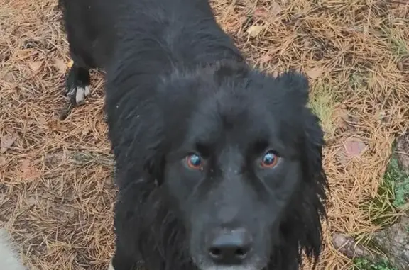 Найдена собака, Васильевское, фото: Собака найдена: Прибрежная ул., Васильевское