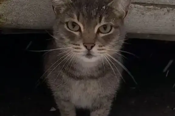 Найдена кошка, Первомайская ул., Новосибирск