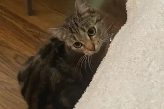 Пропала кошка, Шумная ул., Ленинск-Кузнецкий