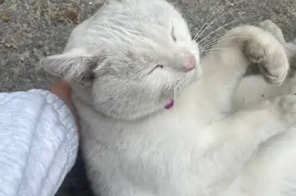 Кошка найдена: ул. Венцека, 72, Самара