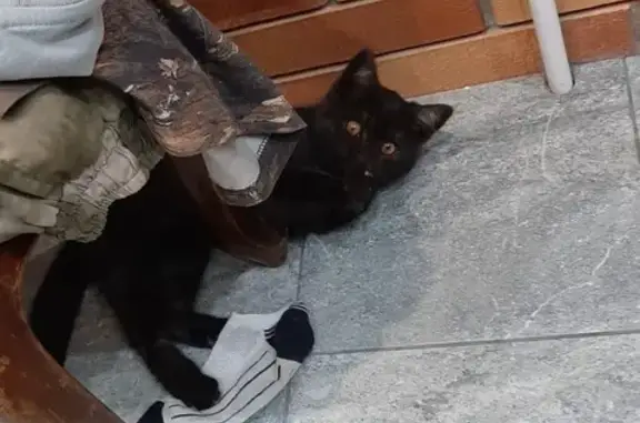 Кошки потеряшки, Московская область, фото: Потеряшка котенок Боня: Венюково, Энергомаш