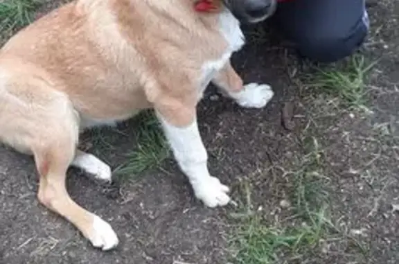 Собака найдена: 2-й ЮЗ проезд, 9А к3, Ставрополь