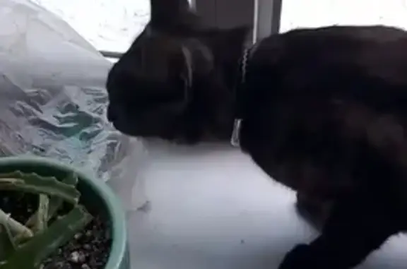 Найдена кошка, Екатеринбург, фото: Кошка найдена: Корепина 31, Екатеринбург