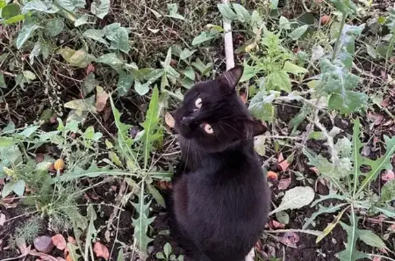 Кошки потеряшки, Оренбург, фото: Потеряшка черная кошка, Пятницкого 9, Оренбург