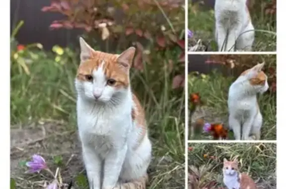 Пропал кот на Беломорской улице, Казань