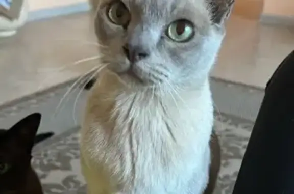 Пропала кошка, Центральная 25, Дубровское