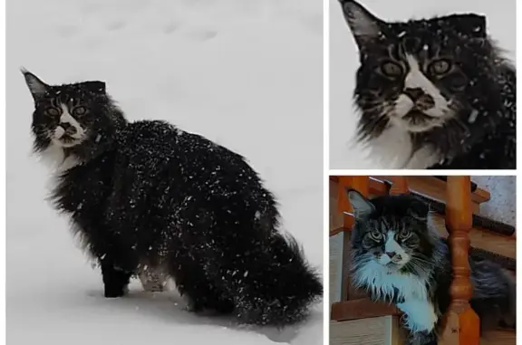 Кошки потеряшки, Ханты-Мансийск, фото: Потеряшка кошка, 41, Ханты-Мансийск