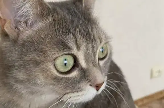 Пропала кошка, Тюменская область