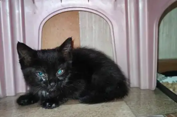 Кошка найдена, Иркутский тракт, 53, Томск