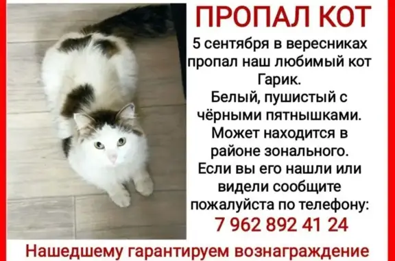 Пропала кошка, Ключевая ул., Киров