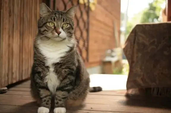 Кошки потеряшки, Москва, фото: Потеряшка кошка, Коровинское шоссе 25/30