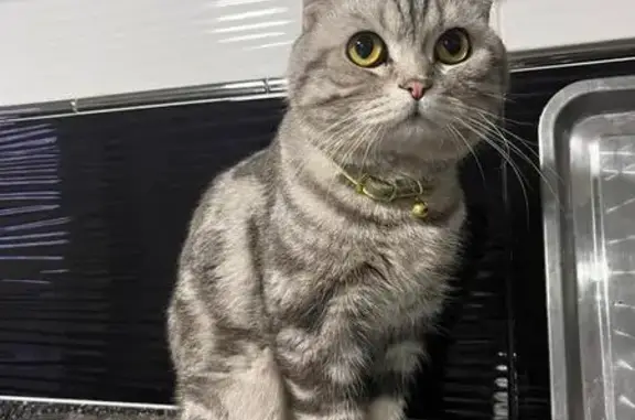 Пропала кошка, Плеханова 65, Шымкент - photo