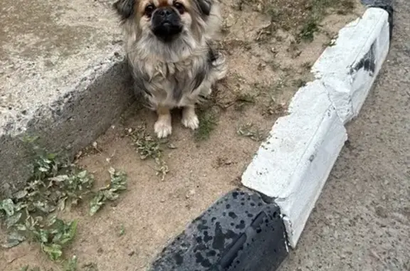 Собака найдена: ул. Хорошева 10, Волгоград