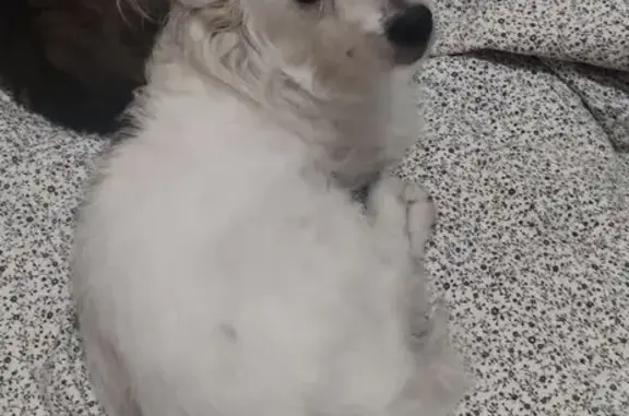 Пропала собака, ул. Мира, 3, Губкин