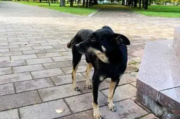 Собака найдена у Пушкина, 6, Нальчик
