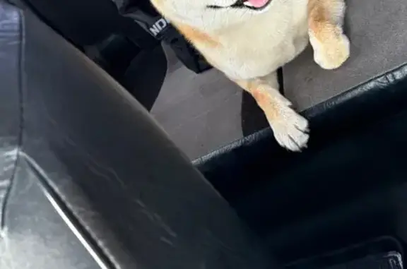 Найдена собака, Ессентуки, фото: Найдена собака, ул. Пушкина, Ессентуки