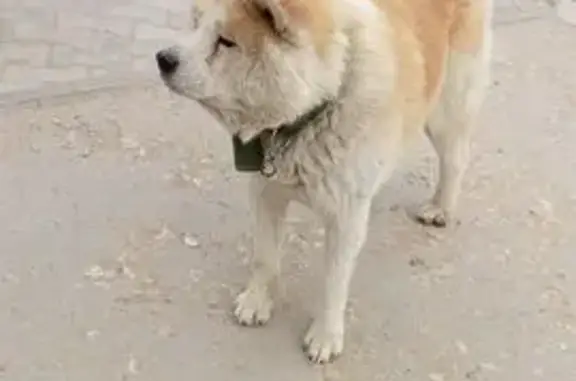 Найдена собака, Якутск, фото: Найдена рыжая собака, Сергеляхское ш., Якутск