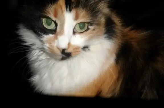 Пропала трёхцветная кошка, 282 км КЛ