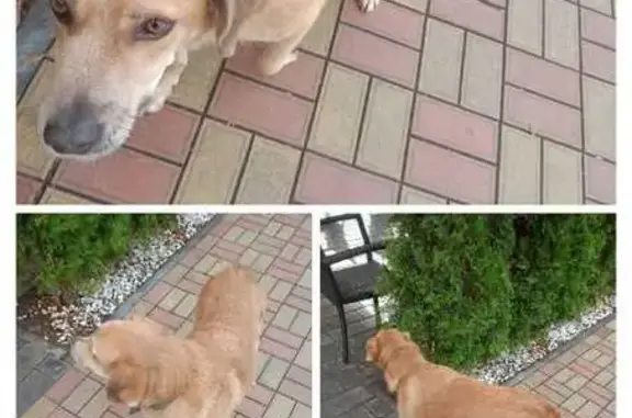 Собака найдена: Краснооктябрьская, 50