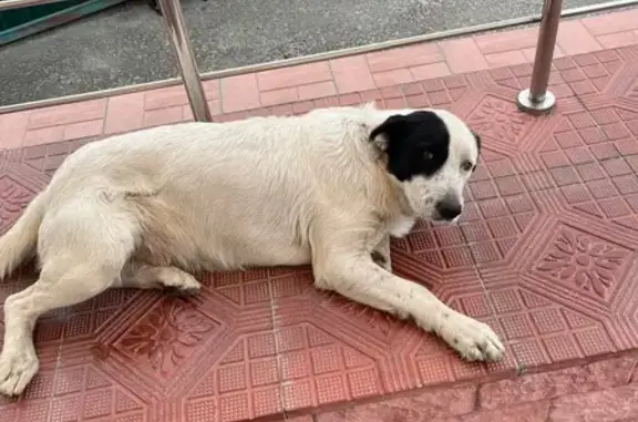 Собака найдена: Ипподромная, 24А, Тамбов