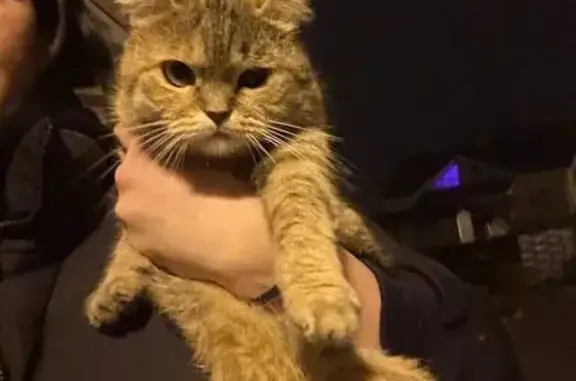 Найдена кошка, Москва, фото: Кошка найдена в Ширяевских усадьбах, Москва