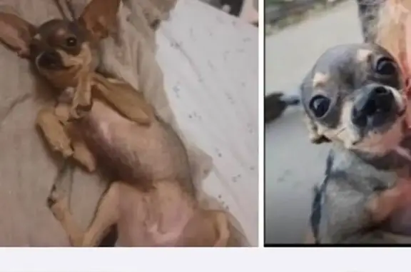 Собаки потеряшки, Казань, фото: Потеряшка собака, ул. Хасана Туфана, Казань