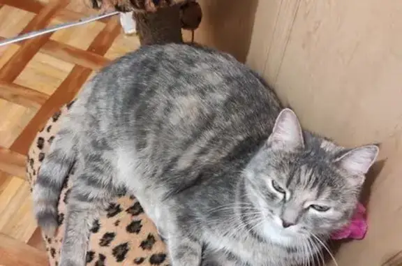 Кошки потеряшки, Пенза, фото: Потеряшка кошка, Суходольная ул. 6, Пенза