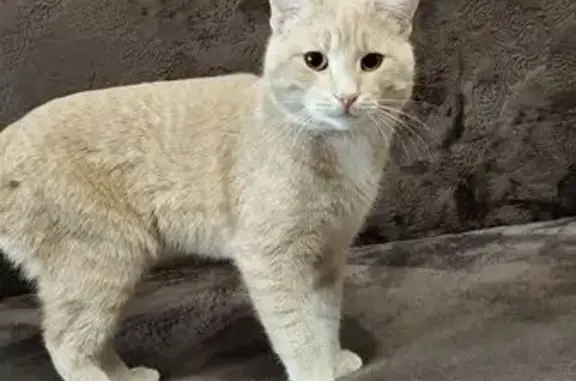 Пропал рыжий кот, ул. Горького, 124