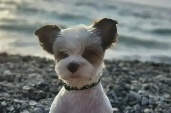 Собаки потеряшки, Санкт-Петербург, фото: Потеряшка собака, ул. Савушкина, 2, СПб