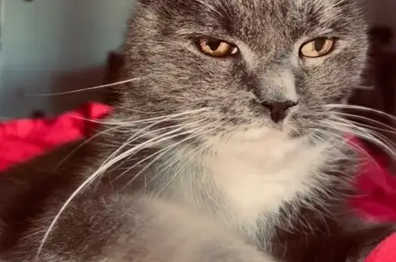 Пропала кошка, ул. Воскова, 1, Сестрорецк