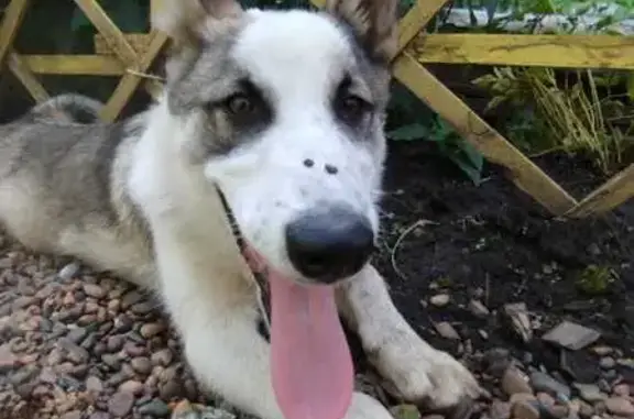 Пропала собака, ул. Горького 120А, Лесосибирск