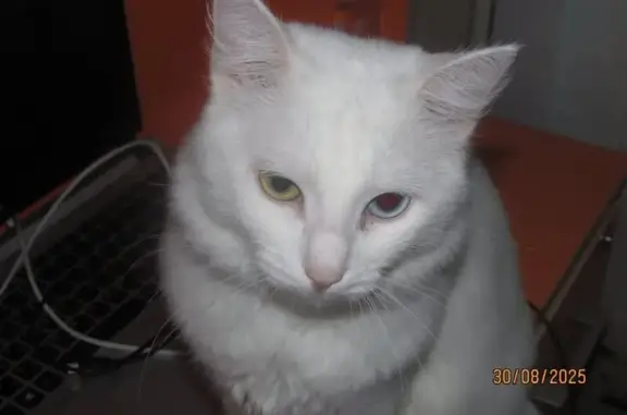 Пропала белая кошка, Гагарина 21, Сызрань