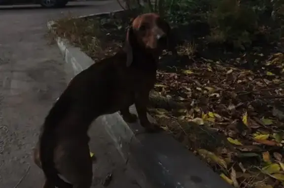 Коричневая такса найдена на ул. 8 Марта