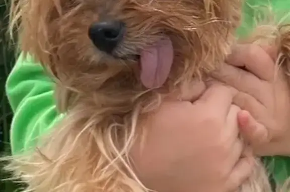 Пропала йоркширка на Ясеневой, Москва