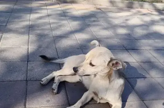 Собака найдена: Пушкинская 54, Ростов-на-Дону