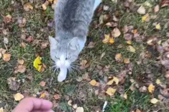 Найдена кошка, Людиново, фото: Кошка найдена: Московская ул., 13, Людиново