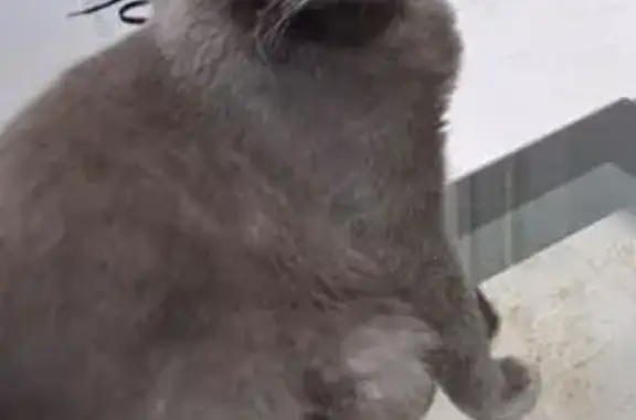 Пропала кошка, Купянская ул., Белгород