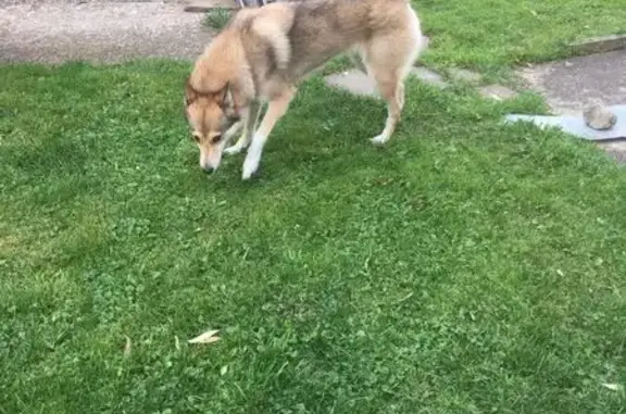 Найдена собака, Московская область, фото: Найдена лайка, д. Парышево, МО
