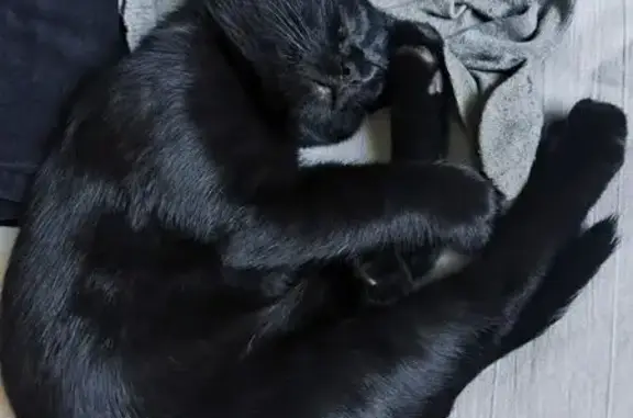 Пропал кот Джем, ул. 1 Мая, Красноармейск - photo