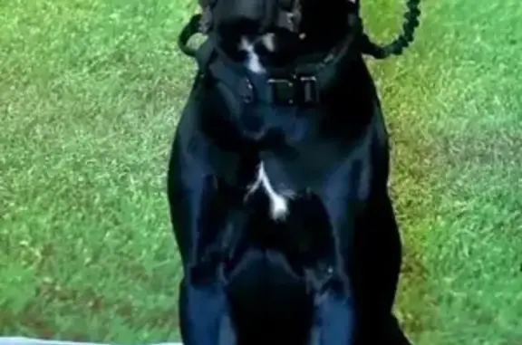 Пропала собака в лесу, Сон, Хакасия