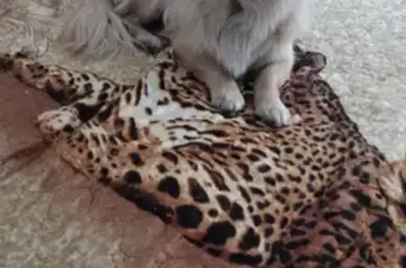 Собаки потеряшки, Оренбург, фото: Потеряшка рыжая чихуахуа на Бебеля, Оренбург