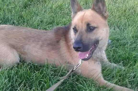 Собаки потеряшки, Воронеж, фото: Потеряшка собака, ул. 20-летия ВЛКСМ, 28А