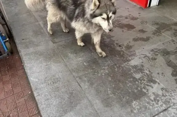 Собака найдена, ул. Скворцова-Степанова, Тверь