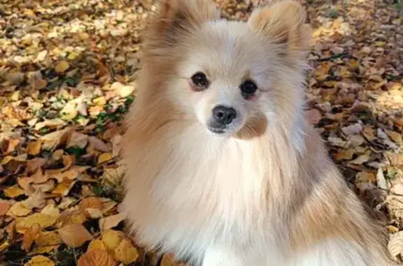 Собаки потеряшки, Нижегородская область, фото: Потеряшка шпиц Арчи в Малой Ельне