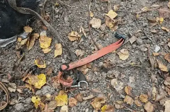 Собака найдена мёртвой, Красулинская 21