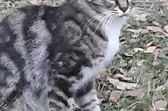 Найдена кошка, Кошелевка, фото: Кошка найдена: Дорожная ул., Кошелевка