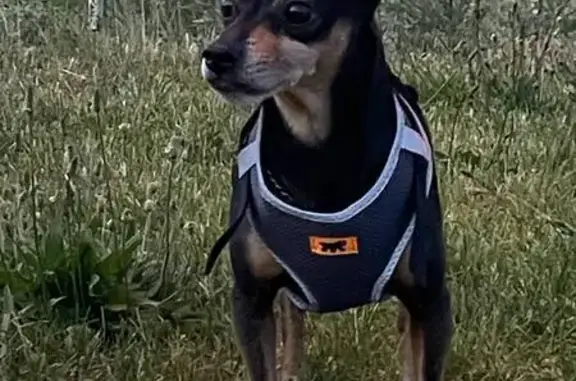 Пропала собака, ул. Героев Сибиряков, Воронеж