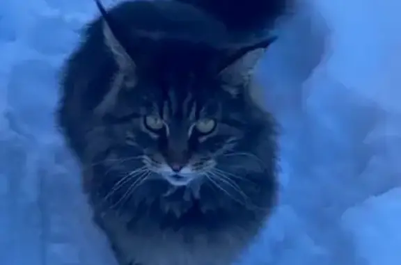 Кошки потеряшки, Ленинградская область, фото: Потеряшка кошка в Аннинском, Ленобласть